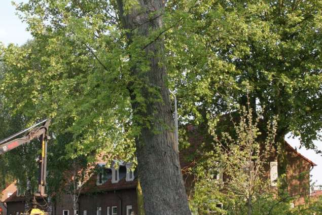 verwijderen boom in Tilburg